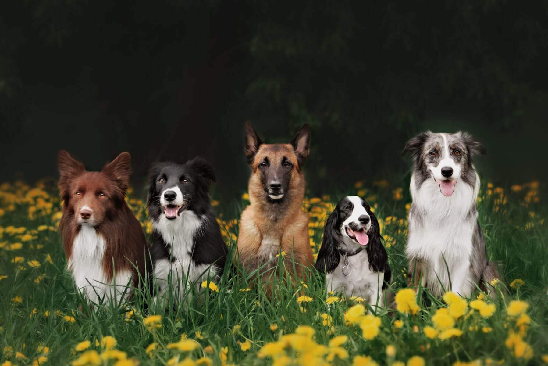 Five dogs sit in a field of yellow flowers, their bright coats contrasting against the dark background, like guardians of a serene landscape. It's as if they’re contemplating the future with the same detail and care as Brookfield Elder Law examines life's most important decisions.