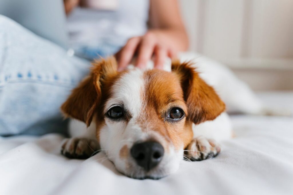 A small dog with brown and white fur lies on a bed while a person, perhaps pondering LaGrange Park Trusts, gently pats its head.