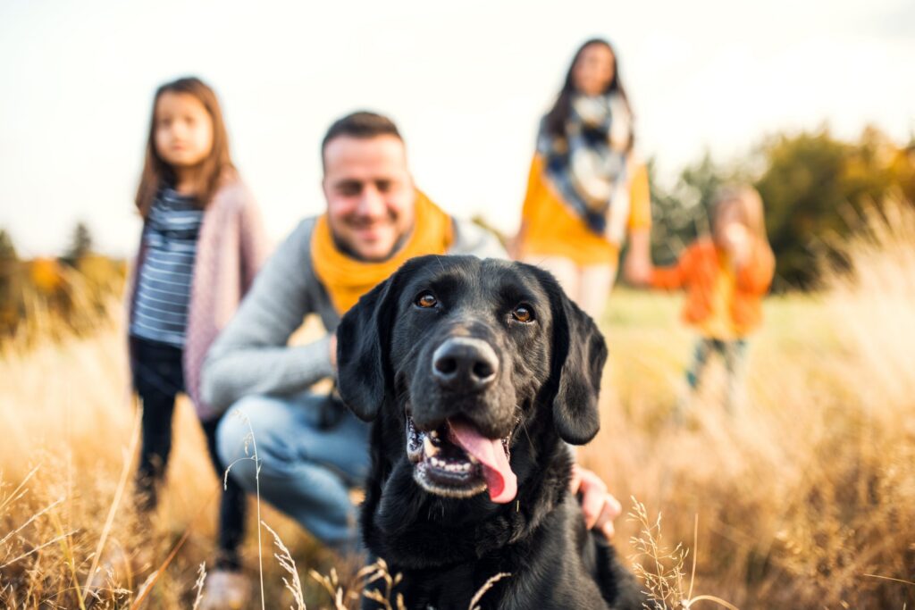 A black dog with its tongue out frolics in a field, surrounded by a smiling man and three children, capturing the joy of family moments at Western Springs Estate Administration.